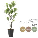 光触媒 人工観葉植物光の楽園 フレッシュドラセナ 高さ 1.8mインテリア フェイクグリーン 大型
