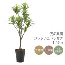 光触媒 人工観葉植物光の楽園 フレッシュドラセナ 高さ 1.45mインテリア フェイクグリーン
