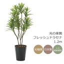 光触媒 光の楽園 フレッシュドラセナ1.2m フェイクグリーン 人工観葉植物(2018K225)【ラッピング不可】