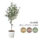 光触媒 光の楽園 オリーブツリー1.6m インテリア フェイクグリーン 大型 人工観葉植物 (2022P335)(※ラッピング不可)