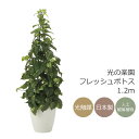 光触媒 光の楽園 フレッシュポトス1.2m フェイクグリーン 人工観葉植物(2023K280)【ラッピング不可】
