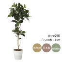 光触媒 光の楽園 ゴムの木1.8m インテリア フェイクグリーン 大型 人工観葉植物 (2024P380)(※ラッピング不可)