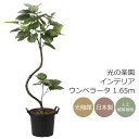 光触媒 光の楽園 インテリアウンベラータ1.65 インテリア フェイクグリーン 大型 人工観葉植物 (2026M300)(※ラッピング不可)