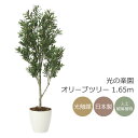 光触媒 人工観葉植物光の楽園 オリーブツリー 高さ 1.65mインテリア フェイクグリーン
