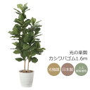 光触媒 光の楽園 カシワバゴム1.6m フェイクグリーン 大型 人工観葉植物(2126A380)(※ラッピング不可)