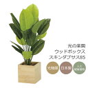 光触媒 光の楽園 ウッドボックススキンダプサス85 フェイクグリーン 人工観葉植物(2307A210)【ラッピング不可】