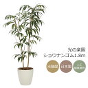 光触媒 光の楽園 ショウナンゴム1.8m フェイクグリーン 大型 人工観葉植物(2318A420)(※ラッピング不可)