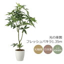 光触媒 光の楽園 フレッシュパキラ1.35m フェイクグリーン 人工観葉植物(2321A295)【ラッピング不可】