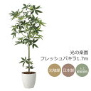 光触媒 光の楽園 フレッシュパキラ1.7m インテリア フェイクグリーン 大型 人工観葉植物 (2322P400)(※ラッピング不可)