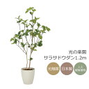 光触媒 光の楽園 サラサドウダン1.2m フェイクグリーン 人工観葉植物(2323A210)【ラッピング不可】