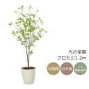 光触媒 光の楽園 クロモジ1.2m フェイクグリーン 人工観葉植物(2324A200)【ラッピング不可】