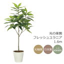 光触媒 光の楽園 フレッシュユラニア1.6m フェイクグリーン 大型 人工観葉植物(2325A400)(※ラッピング不可)