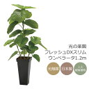 光触媒 光の楽園 フレッシュDXスリムウンベラータ1.2m フェイクグリーン 人工観葉植物(2326A300)【ラッピング不可】