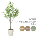光触媒 光の楽園 フレッシュ細葉ユーカリ1.7m フェイクグリーン 大型 人工観葉植物(2329A500)(※ラッピング不可)