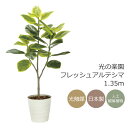 光触媒 光の楽園 フレッシュアルテシマ1.35m フェイクグリーン 人工観葉植物(2332A310)【ラッピング不可】