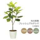 光触媒 光の楽園 フレッシュアルテシマ1.65m フェイクグリーン 大型 人工観葉植物(2333A350)(※ラッピング不可)