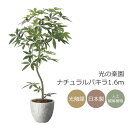 光触媒 光の楽園 ナチュラルパキラ1.6m インテリア フェイクグリーン 大型 人工観葉植物 (2400P580)(※ラッピング不可)