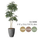 光触媒 光の楽園 ナチュラルパキラ1.8m インテリア フェイクグリーン 大型 人工観葉植物 (2404p585)(※ラッピング不可)