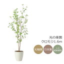 光触媒 光の楽園 クロモジ1.6 インテリア フェイクグリーン 大型 人工観葉植物 (2415A260)(※ラッピング不可)