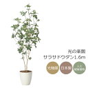 光触媒 光の楽園 サラサドウダン1.6 インテリア フェイクグリーン 大型 人工観葉植物 (2416A280)(※ラッピング不可)