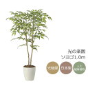 光触媒 光の楽園 ソヨゴ1.0【インテリア フェイクグリーン 人工観葉植物】(2418A190)【ラッピング不可】