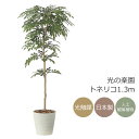 光触媒 光の楽園 トネリコ1.3m【インテリア フェイクグリーン 人工観葉植物】(2421P290)(※ラッピング不可)