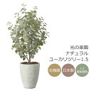 光触媒 光の楽園 ナチュラルユーカリツリー1.5【インテリア フェイクグリーン 人工観葉植物】(2422A600)【ラッピング不可】