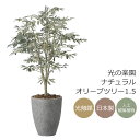 光触媒 光の楽園 ナチュラルオリーブツリー1.5【インテリア フェイクグリーン 人工観葉植物】(2423A600)【ラッピング不可】