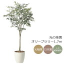 光触媒 光の楽園 オリーブツリー1.7 インテリア フェイクグリーン 大型 人工観葉植物 (2426A310)(※ラッピング不可)