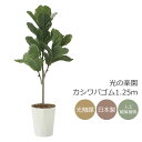 光触媒 光の楽園 カシワバゴム1.25(ポリ製)【インテリア フェイクグリーン 人工観葉植物】(2427A240)【ラッピング不可】