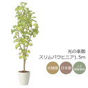 光触媒 光の楽園 スリムバウヒニア1.5【インテリア フェイクグリーン 人工観葉植物】(2429A240)【ラッピング不可】