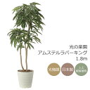 光触媒 光の楽園 アムステルラバーキング1.8 インテリア フェイクグリーン 大型 人工観葉植物 (2440A500)(※ラッピング不可)