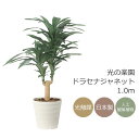 光触媒 光の楽園 ドラセナジャネット1.0【インテリア フェイクグリーン 人工観葉植物】(2492A150)【ラッピング不可】