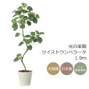 光触媒 光の楽園 ツイストウンベラータ1.9 インテリア フェイクグリーン 大型 人工観葉植物 (2494A500)(※ラッピング不可)