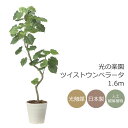 光触媒 光の楽園 ツイストウンベラータ1.6 インテリア フェイクグリーン 大型 人工観葉植物 (2495A450)(※ラッピング不可)