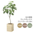 光触媒 光の楽園 ウッドボックスウンベラータ1.8m インテリア フェイクグリーン 大型 人工観葉植物 (2513A680)(※ラッピング不可)