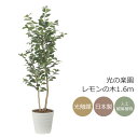 光触媒 光の楽園 レモンの木1.6m インテリア フェイクグリーン 大型 人工観葉植物 (2522A350)(※ラッピング不可)