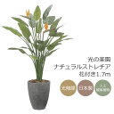 光の楽園 ナチュラルストレチア花付き1.7m インテリア フェイクグリーン 大型 光触媒 人工観葉植物 2526A800【※ラッピング不可】