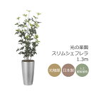 光触媒 光の楽園 スリムシェフレラ1.3(ポリ製)【インテリア フェイクグリーン 人工観葉植物】(2532A280)(※ラッピング不可)
