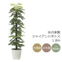 光触媒 光の楽園 ジャイアントポトス1.8m インテリア フェイクグリーン 大型 人工観葉植物 (2576A350)(※ラッピング不可)