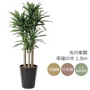 光触媒 光の楽園 幸福の木 1.8m インテリア フェイクグリーン 大型 人工観葉植物 (401P490)(※ラッピング不可)
