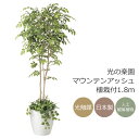 光触媒 光の楽園 マウンテンアッシュ植栽付1.8m インテリア フェイクグリーン 大型 人工観葉植物 (408P600)(※ラッピング不可)