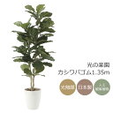 光触媒 光の楽園 カシワバゴム1.35m【インテリア フェイクグリーン 人工観葉植物】(609P250)(※ラッピング不可)