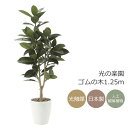 光触媒 光の楽園 ゴムの木1.25m【インテリア フェイクグリーン 人工観葉植物】(710P250)(※ラッピング不可)