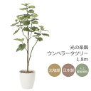 光触媒 人工観葉植物光の楽園 ウンベラータツリー1.8mインテリア フェイクグリーン 大型