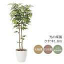 光触媒 光の楽園 ケヤキ1.8m インテリア フェイクグリーン 大型 人工観葉植物 (807P470)(※ラッピング不可)