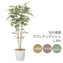 光触媒 光の楽園 マウンテンアッシュ1.8m インテリア フェイクグリーン 大型 人工観葉植物 (900P450)(※ラッピング不可)