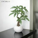 光触媒 光の楽園 ミニ観葉植物ポット 選べる2タイプ パキラ/シェフレラ【ラッピング不可】フェイク ミニ 卓上 グリーン 人工観葉植物