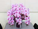 【送料無料】光触媒 光の楽園胡蝶蘭 ラベンダー(5本立)【造花 人工観葉植物】