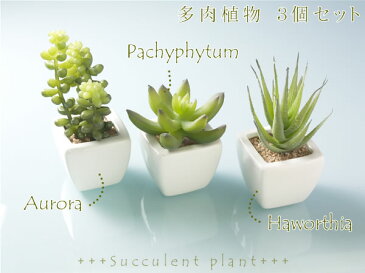 【送料無料】光触媒 観葉植物 光の楽園 多肉植物 3個セット【インテリア　ミニグリーン 光触媒 人工観葉植物】【アジアン　モダン】